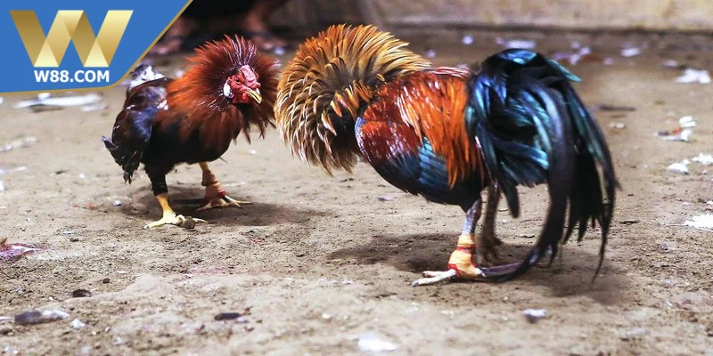 Các Thuật Ngữ Trong Đá Gà Quan Trọng Kê Thủ Cần Biết - ROVIP.ORG Các Thuật Ngữ Trong Đá Gà Quan Trọng Kê Thủ Cần Biết - ROVIP.ORG