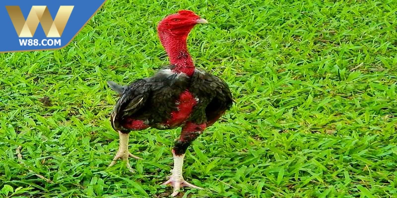 Cách Chọn Giống Giỏi Cho Người Nuôi Gà Chuyên Nghiệp - ROVIP.ORG