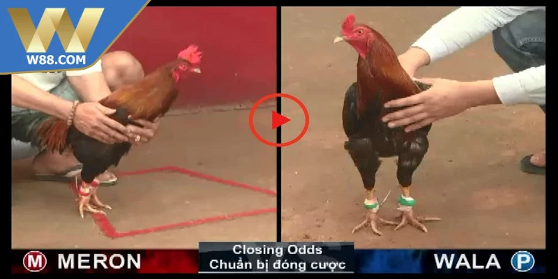 Cách Đá Gà Thomo Với Chiến Thuật Chuẩn Xác Nâng Cao - ROVIP.ORG