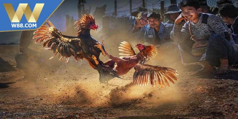 Cách Đá Gà Thomo Với Chiến Thuật Chuẩn Xác Nâng Cao - ROVIP.ORG
