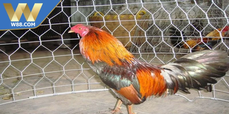 Cách Làm Gà Đá Tăng Tốc - Phương Pháp Nhanh Hiệu Quả Nhất - ROVIP.ORG Cách Làm Gà Đá Tăng Tốc - Phương Pháp Nhanh Hiệu Quả Nhất - ROVIP.ORG