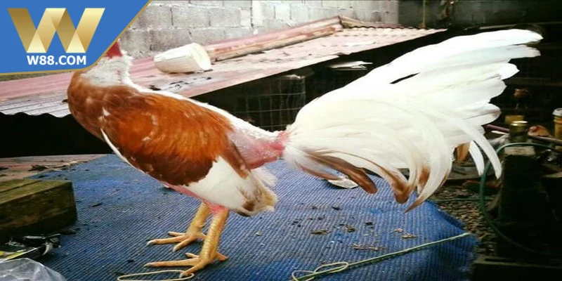 Cách Nuôi Chọi Kê Đúng Cách Cho Chiến Kê Khỏe Mạnh - ROVIP.ORG Cách Nuôi Chọi Kê Đúng Cách Cho Chiến Kê Khỏe Mạnh - ROVIP.ORG