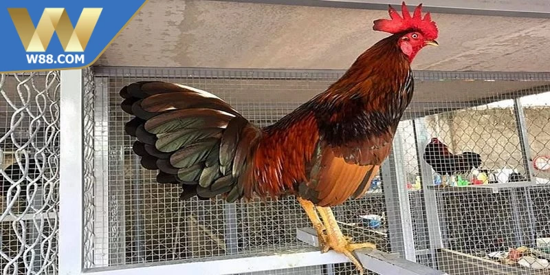 Cách Nuôi Gà Đá Để Tránh Mệt Mỏi Hiệu Quả Trên Sàn Đấu - ROVIP.ORG