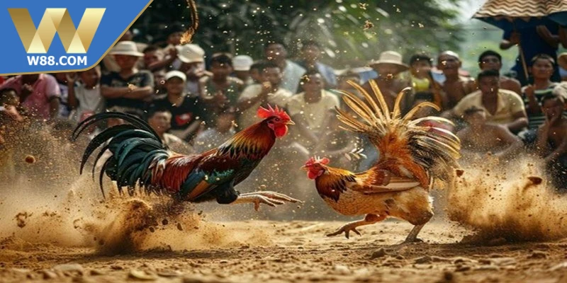 Cách Tăng Cường Sức Mạnh Cho Chọi Kê Bền Bỉ, Hiệu Quả - ROVIP.ORG