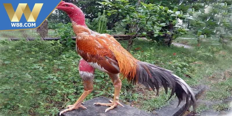 Chăm Sóc Gà Đá Khi Chuẩn Bị Thi Đấu Đạt Hiệu Suất Cao - ROVIP.ORG Chăm Sóc Gà Đá Khi Chuẩn Bị Thi Đấu Đạt Hiệu Suất Cao - ROVIP.ORG
