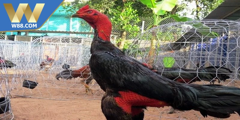 Chăm Sóc Gà Đá Khi Chuẩn Bị Thi Đấu Đạt Hiệu Suất Cao - ROVIP.ORG Chăm Sóc Gà Đá Khi Chuẩn Bị Thi Đấu Đạt Hiệu Suất Cao - ROVIP.ORG