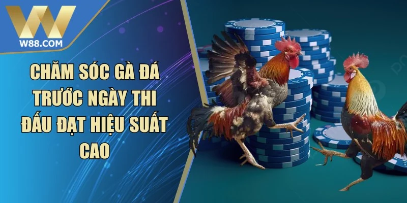 Mẹo Nuôi Gà Đá Tăng Cơ Bắp Săn Chắc Hiệu Quả Từ Chuyên Gia - ROVIP.ORG