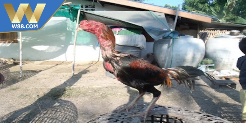 Chế Độ Tập Luyện Cho Chiến Kê Mạnh Mẽ Bền Đúng Chuẩn - ROVIP.ORG