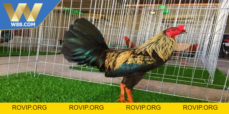 Chế Độ Tập Luyện Cho Chiến Kê Mạnh Mẽ Bền Đúng Chuẩn - ROVIP.ORG