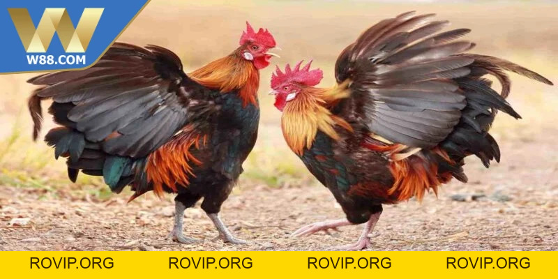 Đá Gà Casino - Lựa Chọn Giải Trí Nổi Bật Rất Phổ Biến - ROVIP.ORG