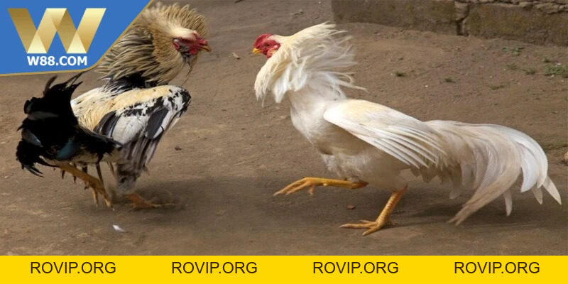 Đá Gà Casino - Lựa Chọn Giải Trí Nổi Bật Rất Phổ Biến - ROVIP.ORG