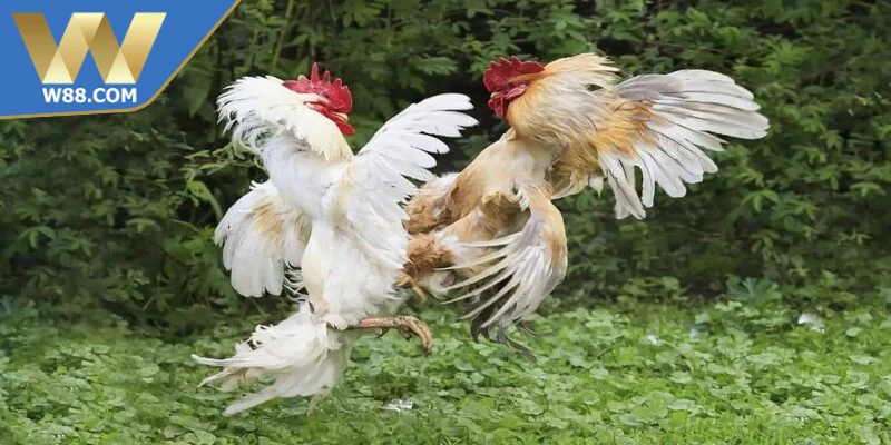 Đá Gà Cựa - Khái Niệm Các Loại Cựa Và Luật Thi Đấu - ROVIP.ORG