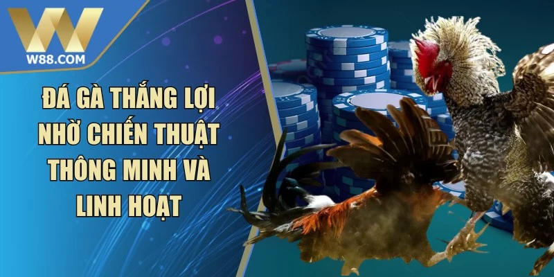 Cách Làm Gà Đá Tăng Tốc - Phương Pháp Nhanh Hiệu Quả Nhất - ROVIP.ORG