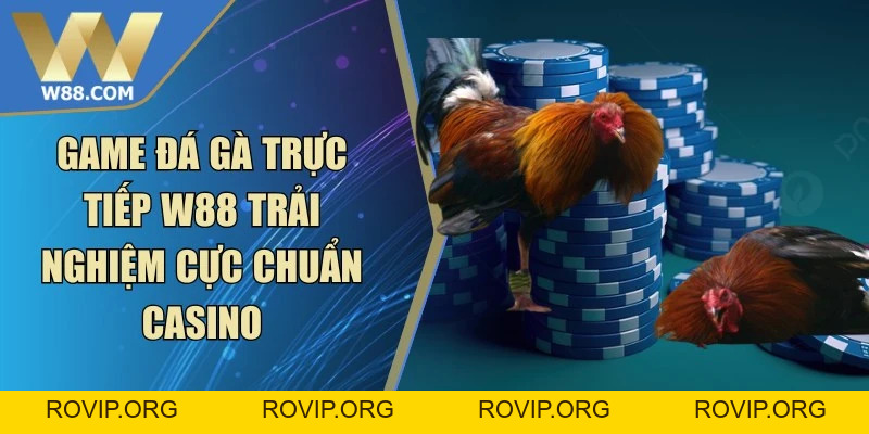 Đá Gà Cựa - Khái Niệm Các Loại Cựa Và Luật Thi Đấu - ROVIP.ORG
