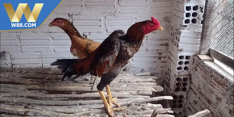 Kỹ Thuật Chọi Gà Nhanh Gọn Bí Quyết Cho Sư Kê Mới Chơi - ROVIP.ORG Kỹ Thuật Chọi Gà Nhanh Gọn Bí Quyết Cho Sư Kê Mới Chơi - ROVIP.ORG