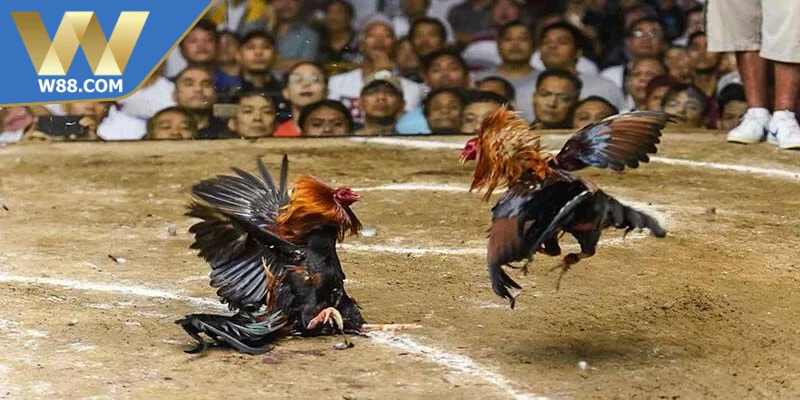 Mẹo Đá Gà Khi Bị Tấn Công - Tổng Hợp Mẹo Từ Chuyên Gia - ROVIP.ORG Mẹo Đá Gà Khi Bị Tấn Công - Tổng Hợp Mẹo Từ Chuyên Gia - ROVIP.ORG