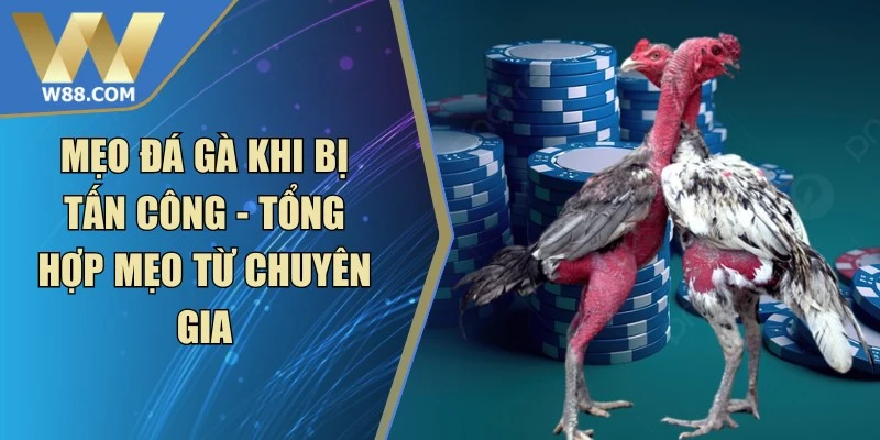 Cách Đá Gà Thomo Với Chiến Thuật Chuẩn Xác Nâng Cao - ROVIP.ORG