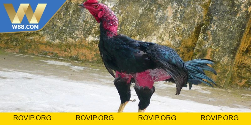 Mẹo Nuôi Gà Đá Tăng Cơ Bắp Săn Chắc Hiệu Quả Từ Chuyên Gia - ROVIP.ORG Mẹo Nuôi Gà Đá Tăng Cơ Bắp Săn Chắc Hiệu Quả Từ Chuyên Gia - ROVIP.ORG