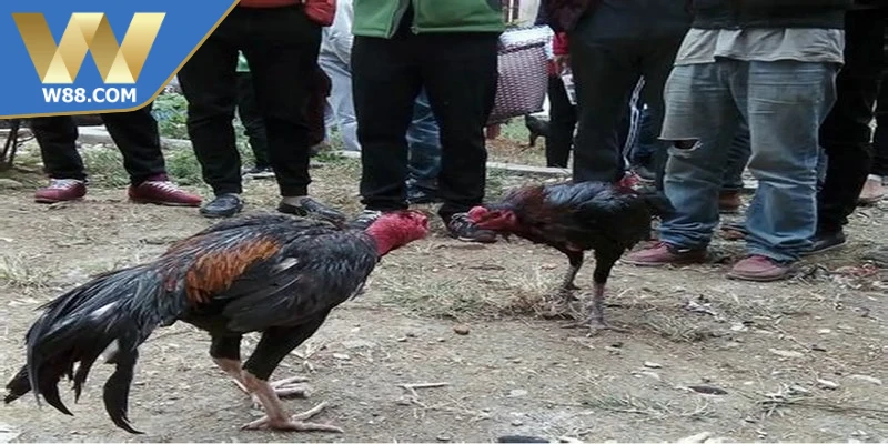 Mẹo Nuôi Gà Đá Tăng Cơ Bắp Săn Chắc Hiệu Quả Từ Chuyên Gia - ROVIP.ORG Mẹo Nuôi Gà Đá Tăng Cơ Bắp Săn Chắc Hiệu Quả Từ Chuyên Gia - ROVIP.ORG