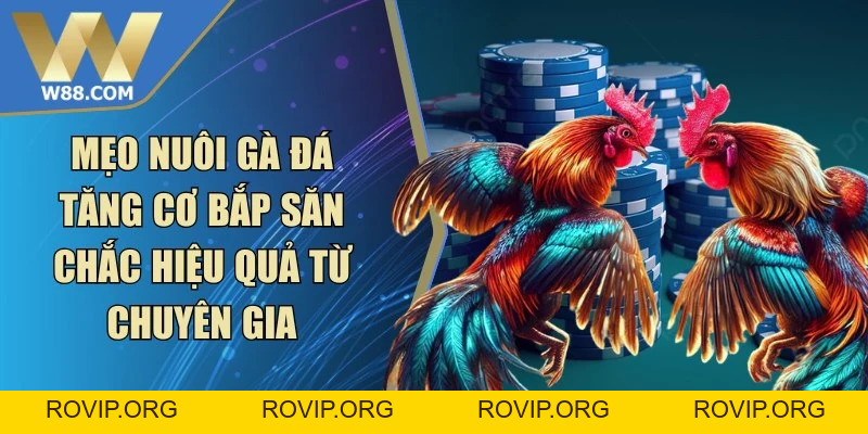 Đá Gà W88 - Điểm Hẹn Giải Trí Hay Trên Nền Tảng Số - ROVIP.ORG