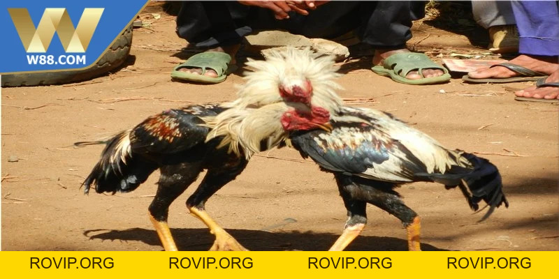 Tường Thuật Đá Gà Trực Tiếp Trải Nghiệm Mãn Nhãn Hay Nhất - ROVIP.ORG Tường Thuật Đá Gà Trực Tiếp Trải Nghiệm Mãn Nhãn Hay Nhất - ROVIP.ORG